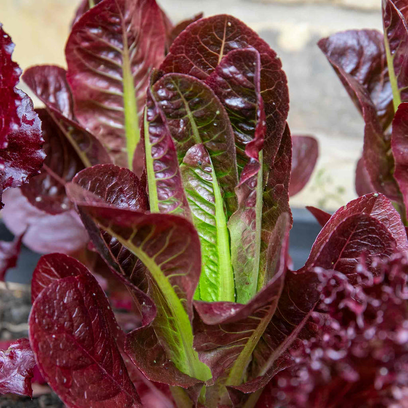 Lettuce Plant 'Red Gem Amaze'