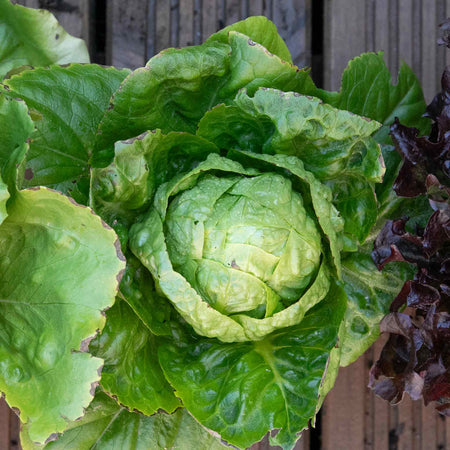 Lettuce Plants 'Little Gem'