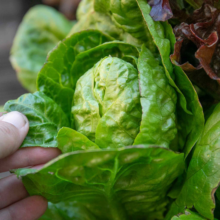 Lettuce Plants 'Little Gem'