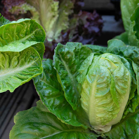 Lettuce Plants 'Little Gem'