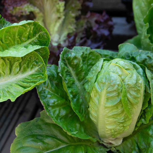 Lettuce Seeds 'Little Gem'