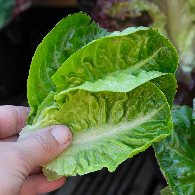 Lettuce Plants 'Little Gem'