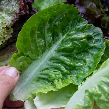 Lettuce Plants 'Little Gem'