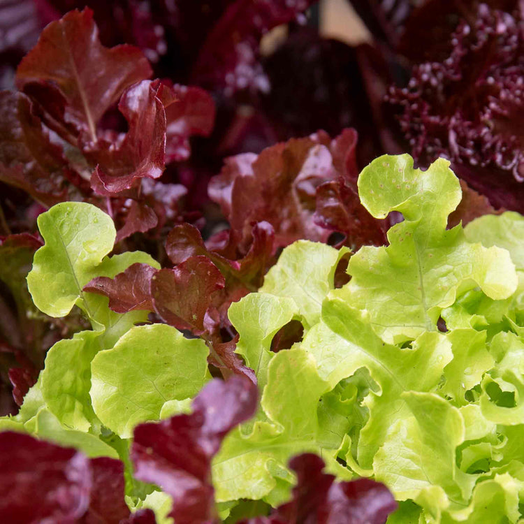 Salad Leaves Seeds 'Salad Bowl'