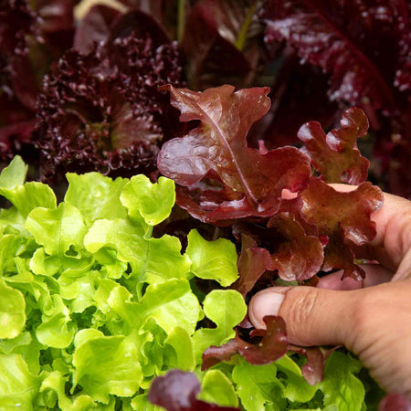 Salad Leaves Seeds 'Salad Bowl'