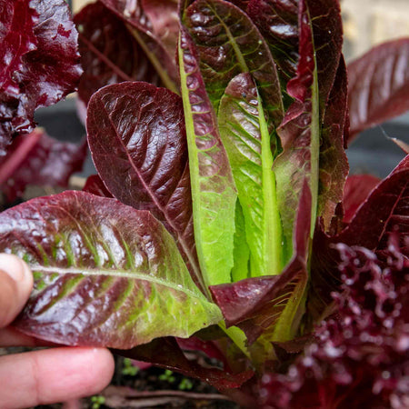 Lettuce Plant 'Red Gem Amaze'