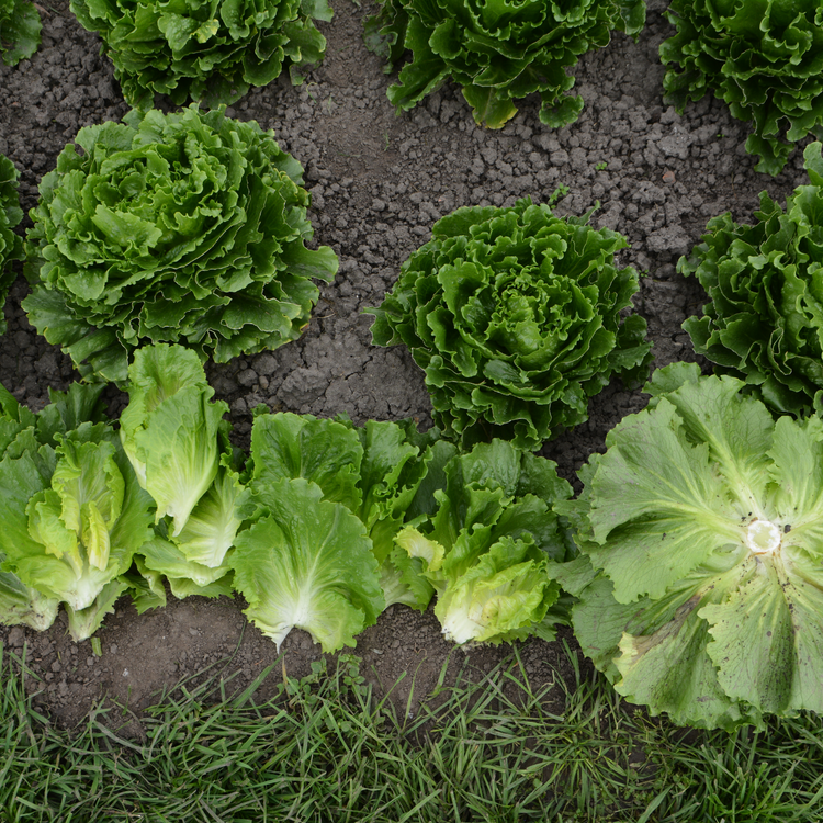 Lettuce Plant 'Grewger'