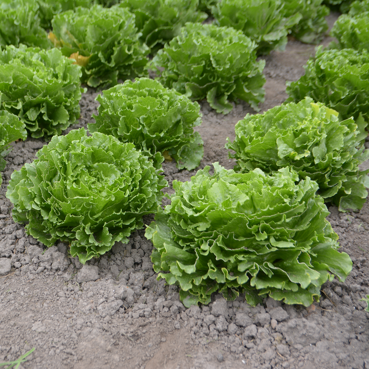 Lettuce Plant 'Grewger'