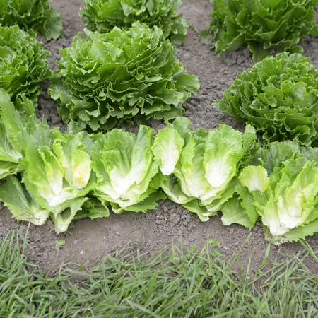 Lettuce Plant 'Grewger'