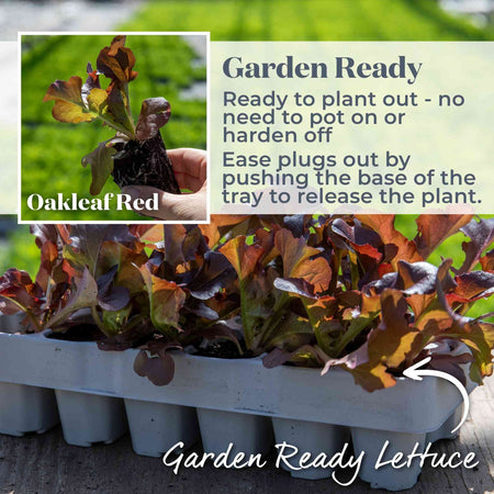 Lettuce 'Oakleaf Red'