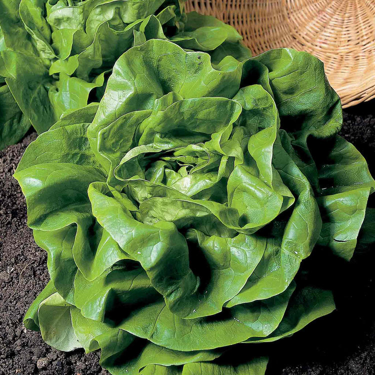 Lettuce Seeds 'All The Year Round'