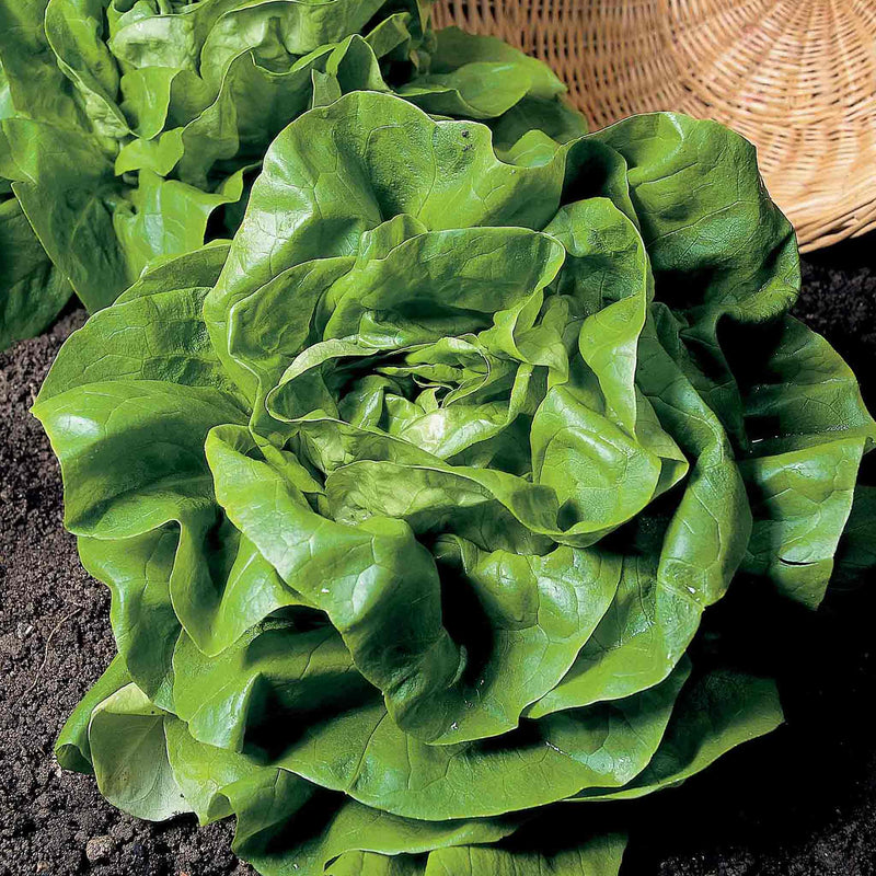 Lettuce Seeds 'All The Year Round'