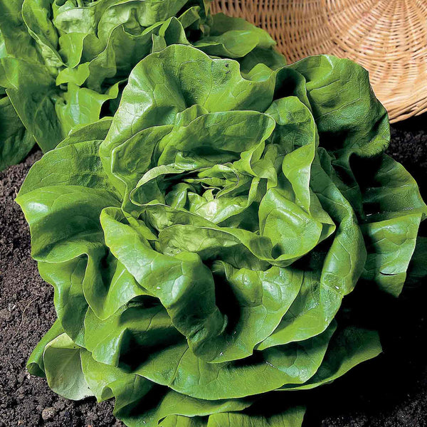 Lettuce Seeds 'All The Year Round'