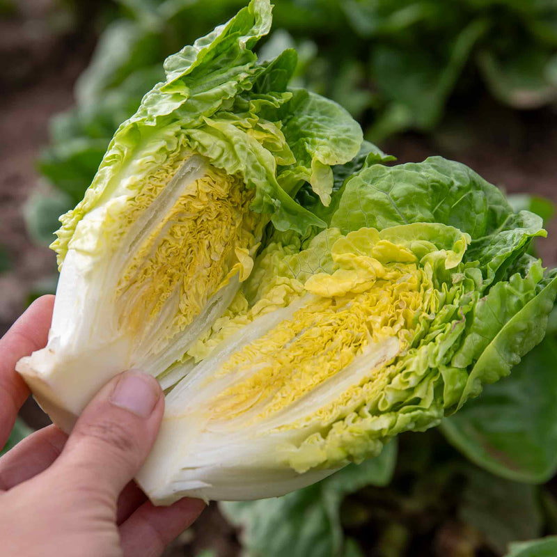 Lettuce Seeds 'Little Gem'