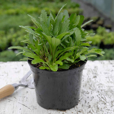 Leucanthemum 'Real Goldcup'