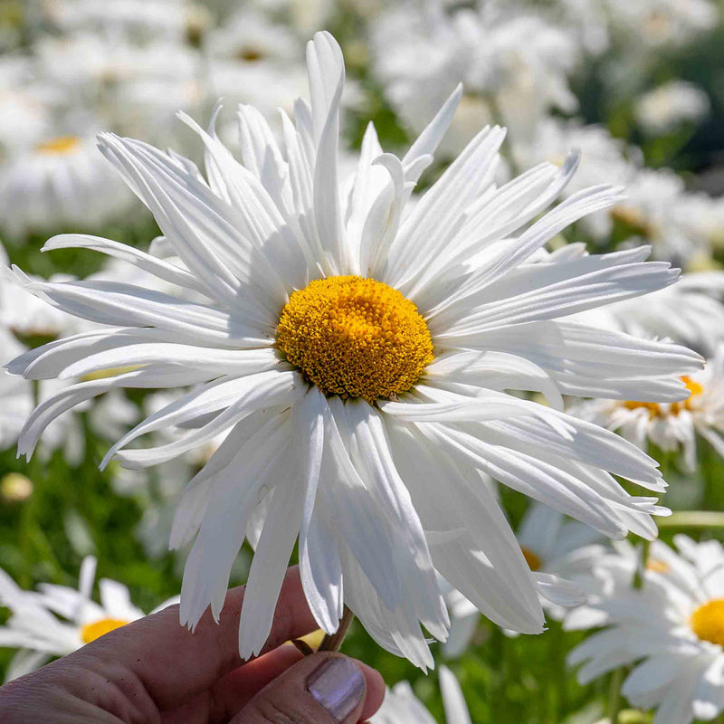 Leucanthemum Plant 'Crazy Daisy'