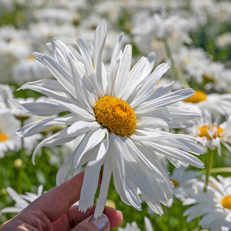 Leucanthemum Plant 'Crazy Daisy'
