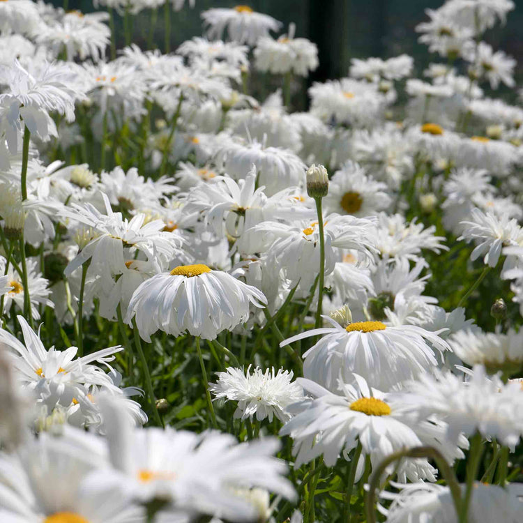Leucanthemum Plant 'Crazy Daisy'
