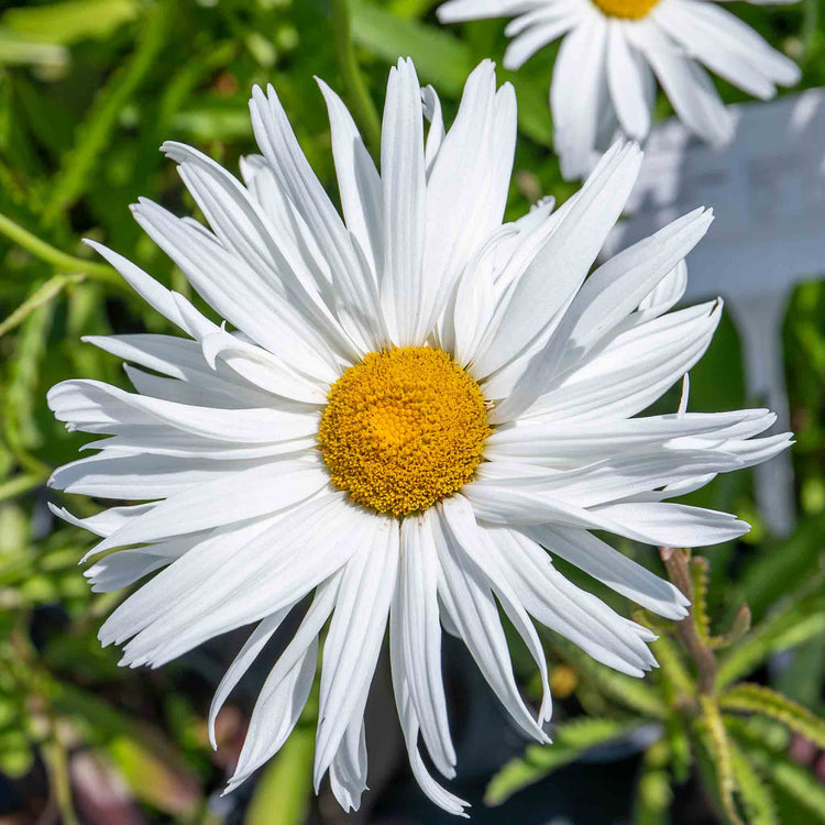 Leucanthemum Plant 'Crazy Daisy'
