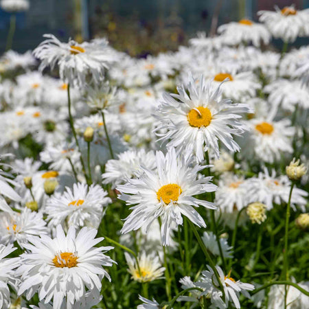 Leucanthemum Plant 'Crazy Daisy'