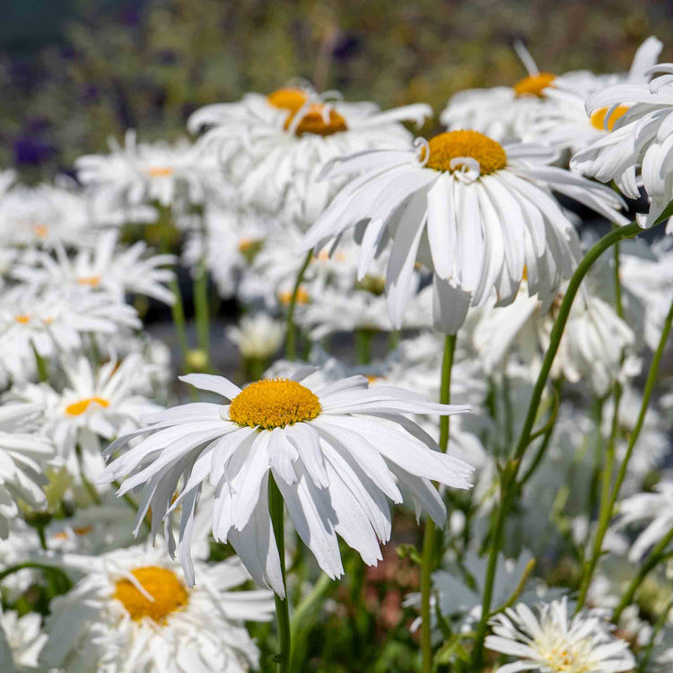 Leucanthemum Plant 'Crazy Daisy'