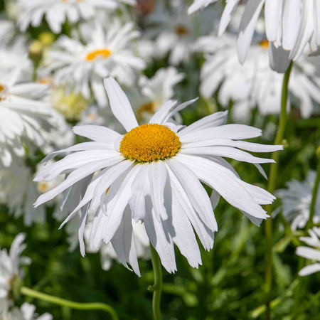 Leucanthemum Plant 'Crazy Daisy'