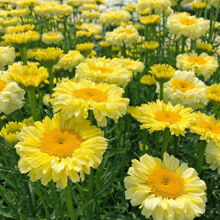 Leucanthemum 'Real Goldcup'
