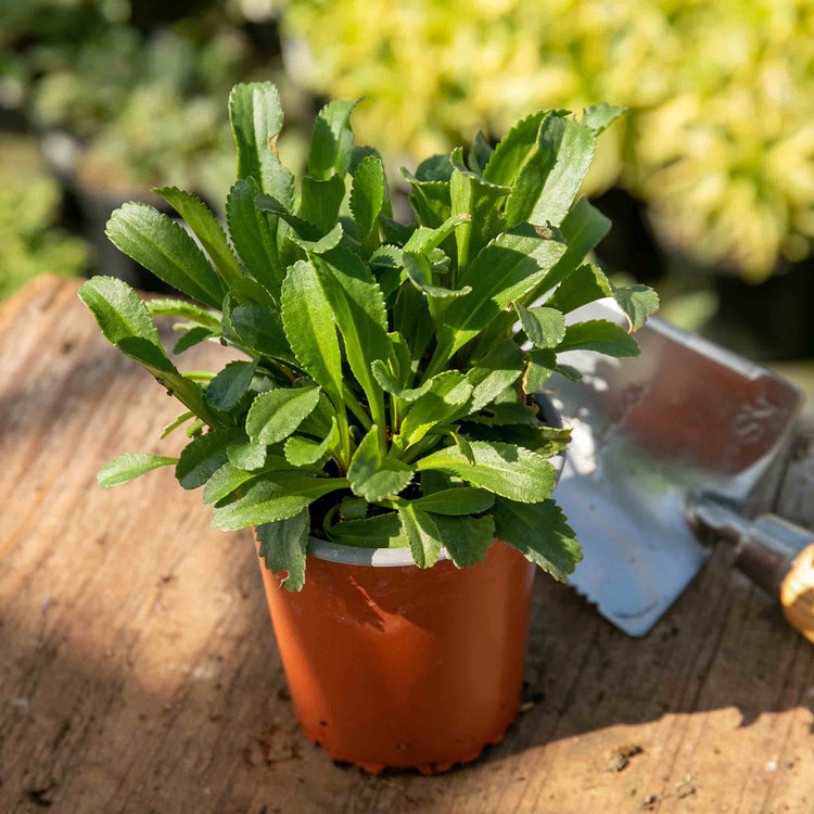 Leucanthemum Plant 'Crazy Daisy'