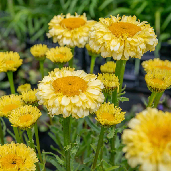 Leucanthemum Plant 'Real Goldcup'