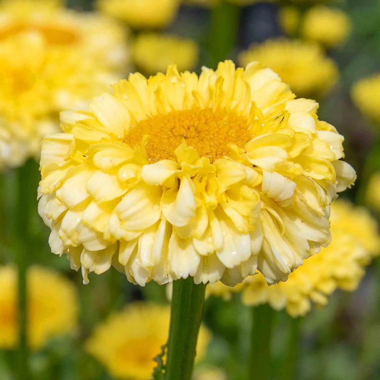 Leucanthemum 'Real Goldcup'