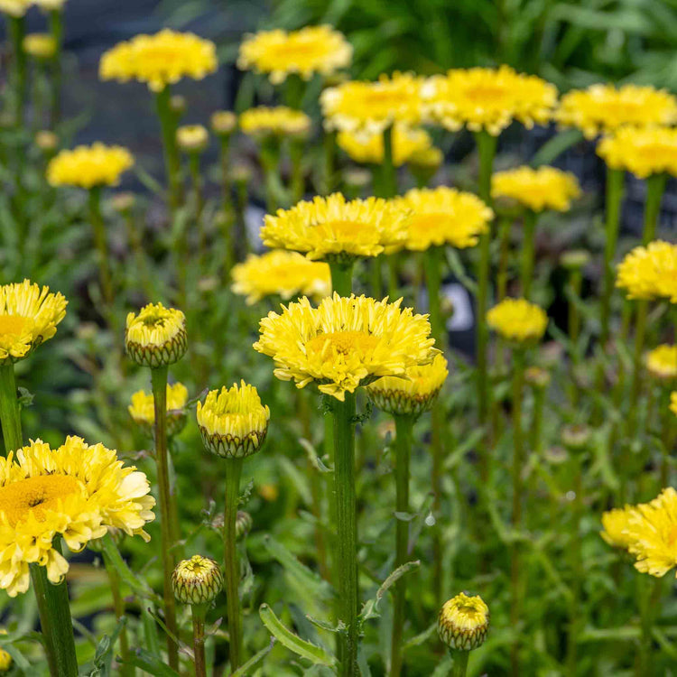 Leucanthemum 'Real Goldcup'