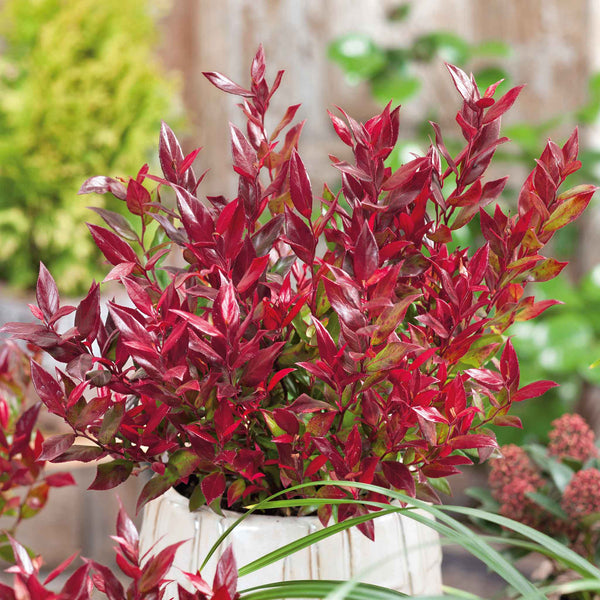 Leucothoe 'Little Flames'