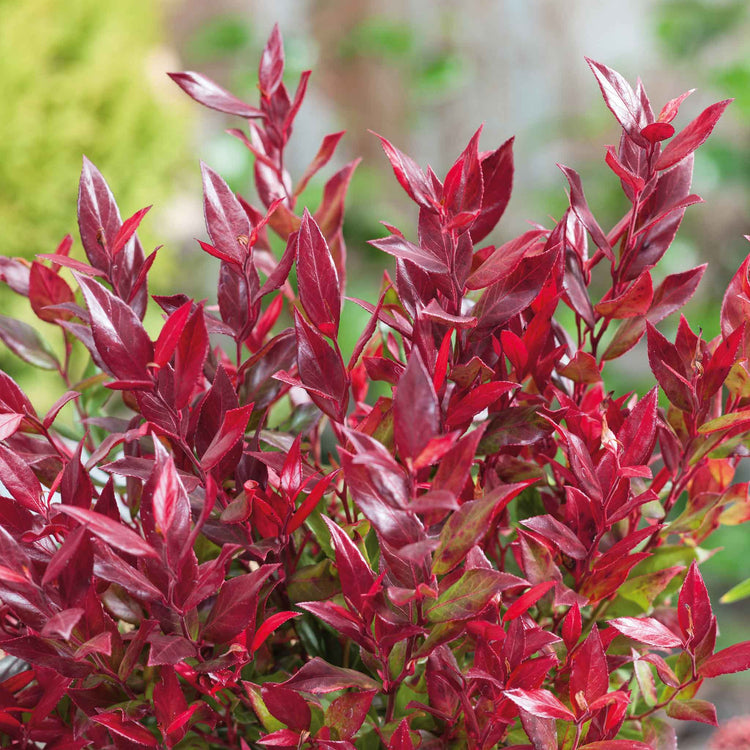 Leucothoe 'Little Flames'