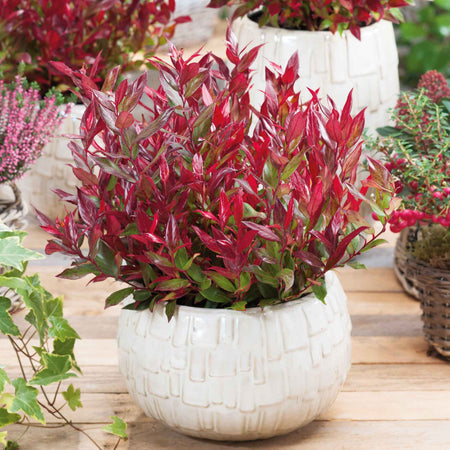 Leucothoe 'Little Flames'