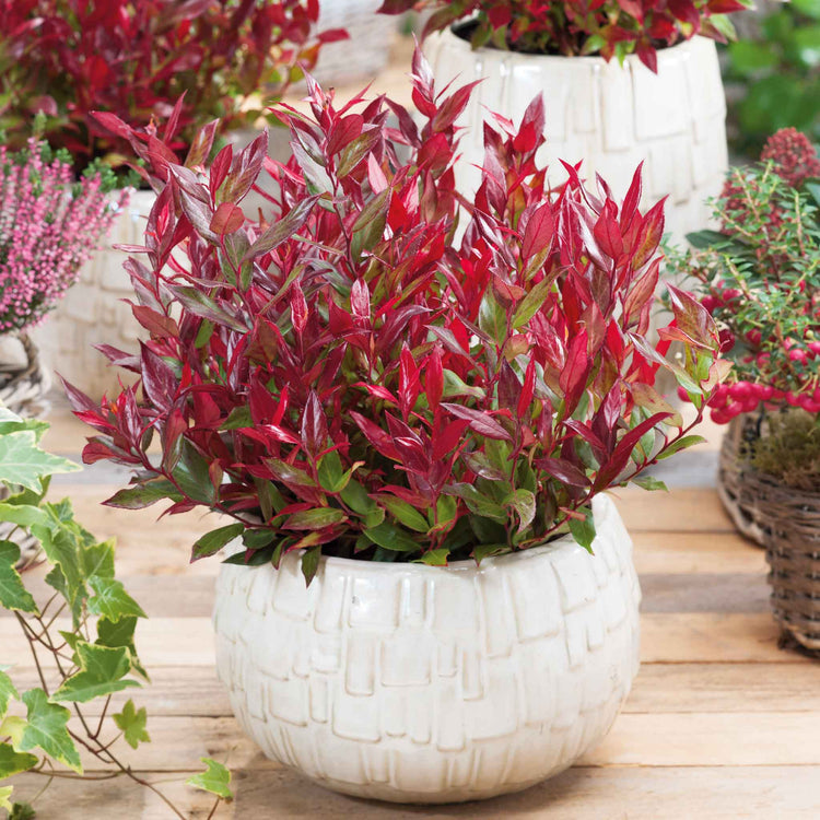 Leucothoe 'Little Flames'