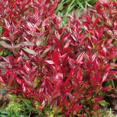 Leucothoe 'Little Flames'