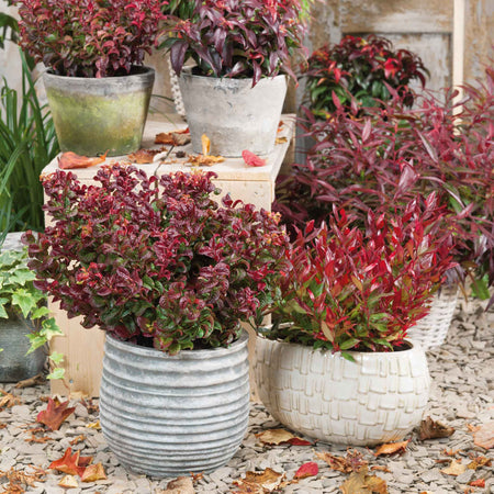 Leucothoe 'Little Flames'