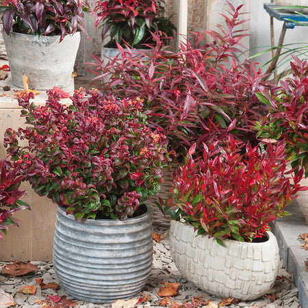 Leucothoe 'Little Flames'