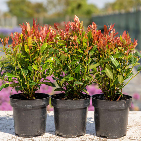 Leucothoe 'Little Flames'