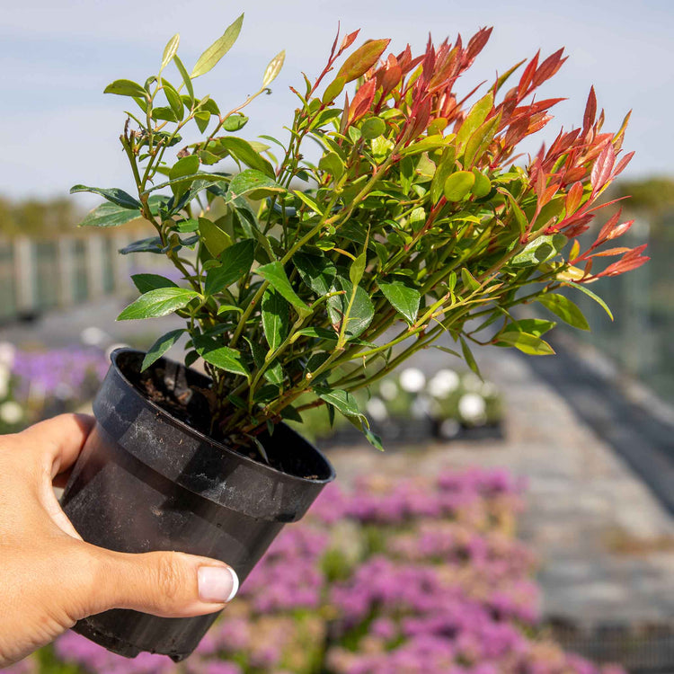 Leucothoe 'Little Flames'