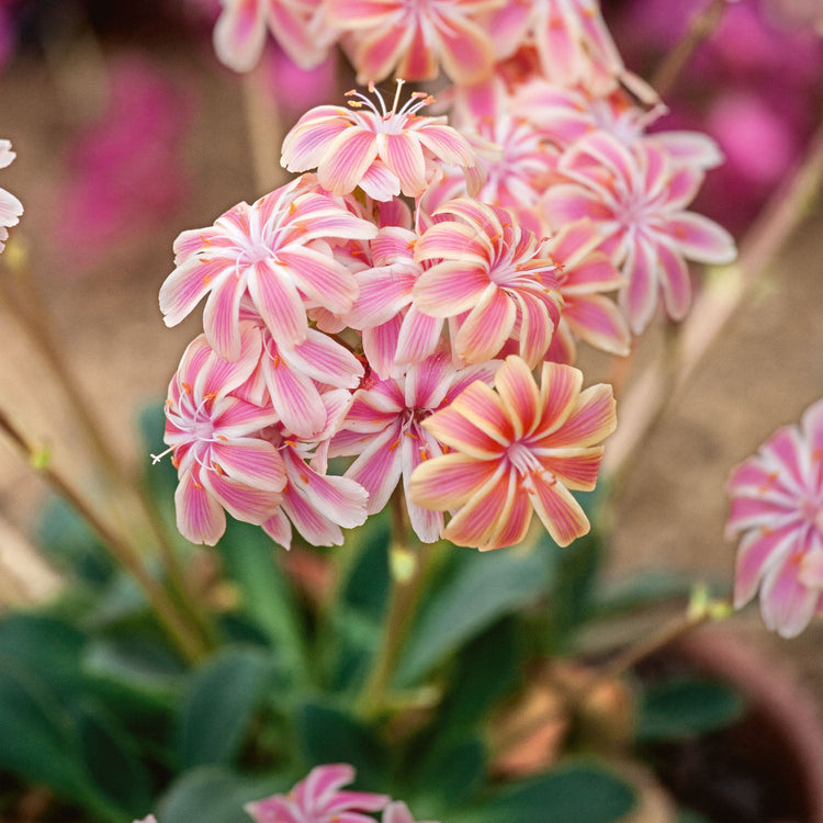 Marshalls Plant 'Alpine Selection'