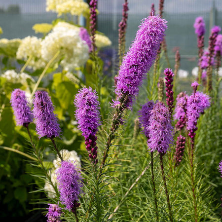 Bees & Butterfly Happy Collection