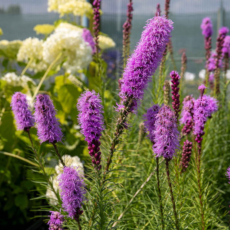 Bees & Butterfly Happy Collection