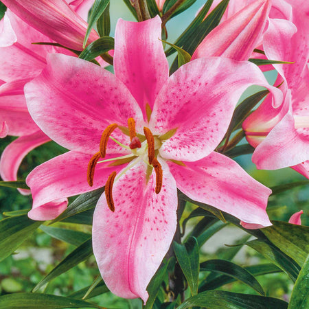 Lily Plant 'Skyscraper Mix'