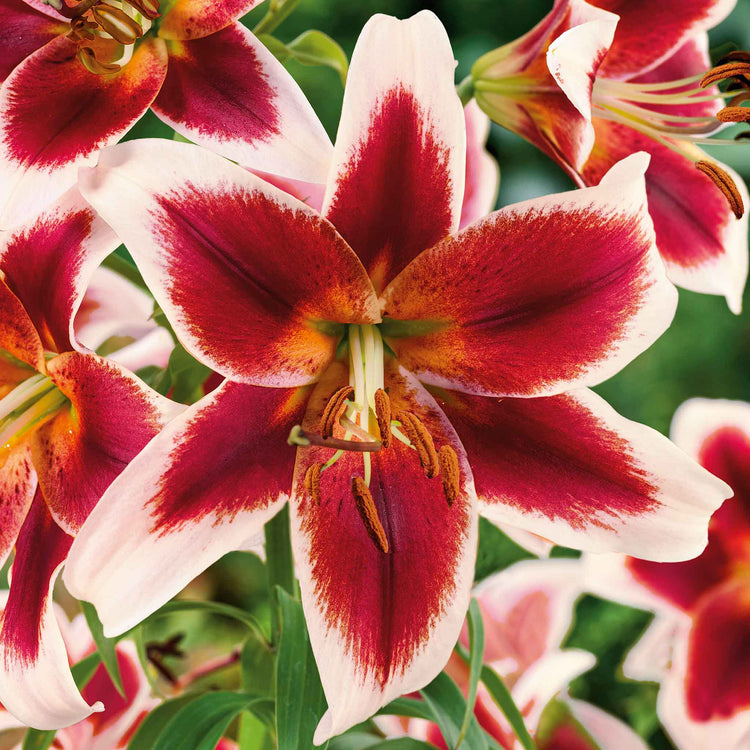 Lily Plant 'Skyscraper Mix'