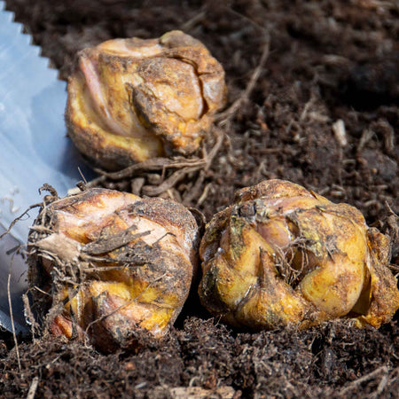 Lily Plant 'Pollen Free Mix'