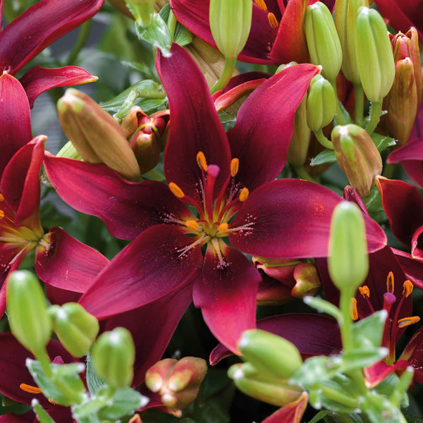 Lily Plant 'Dark Secret'