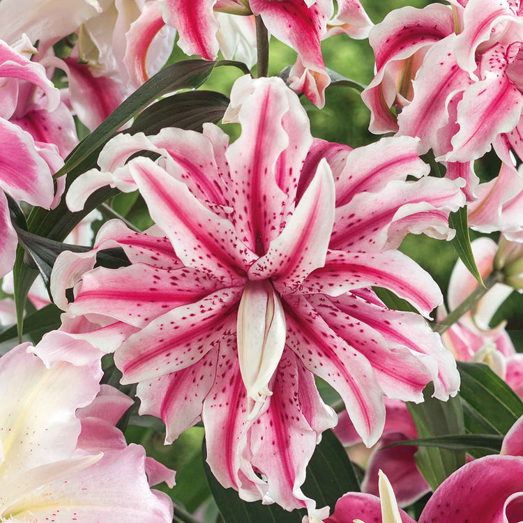 double asiatic lily bulbs Lily Bulb 'Oriental Double Mix'