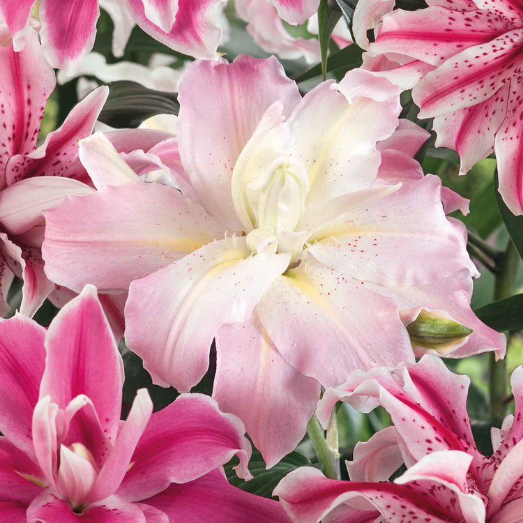 Lily Bulb 'Oriental Double Mix'