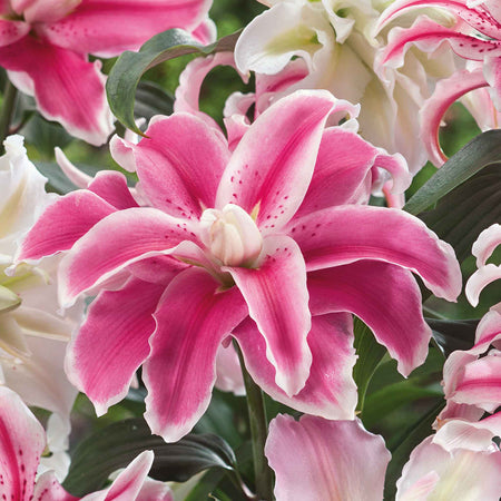 Lily Bulb 'Oriental Double Mix'